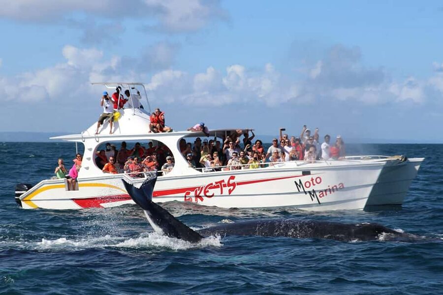 Samana: Bay of Samana Whale Watching Experience - Key points to know before booking