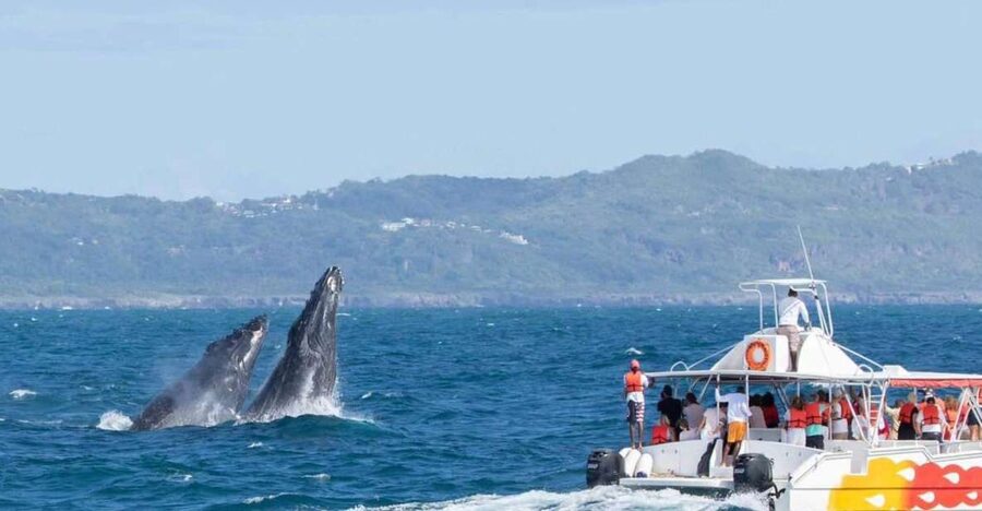 Samana: Bay of Samana Whale Watching Experience - Coconut, water, and soft drinks on board