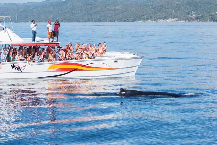 Samana: Bay of Samana Whale Watching Experience - The return ride and the timing question