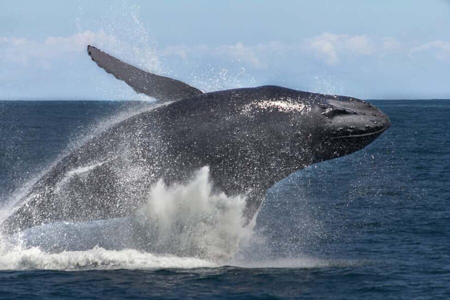 Samana: Bay of Samana Whale Watching Experience - Is $65 a fair price?