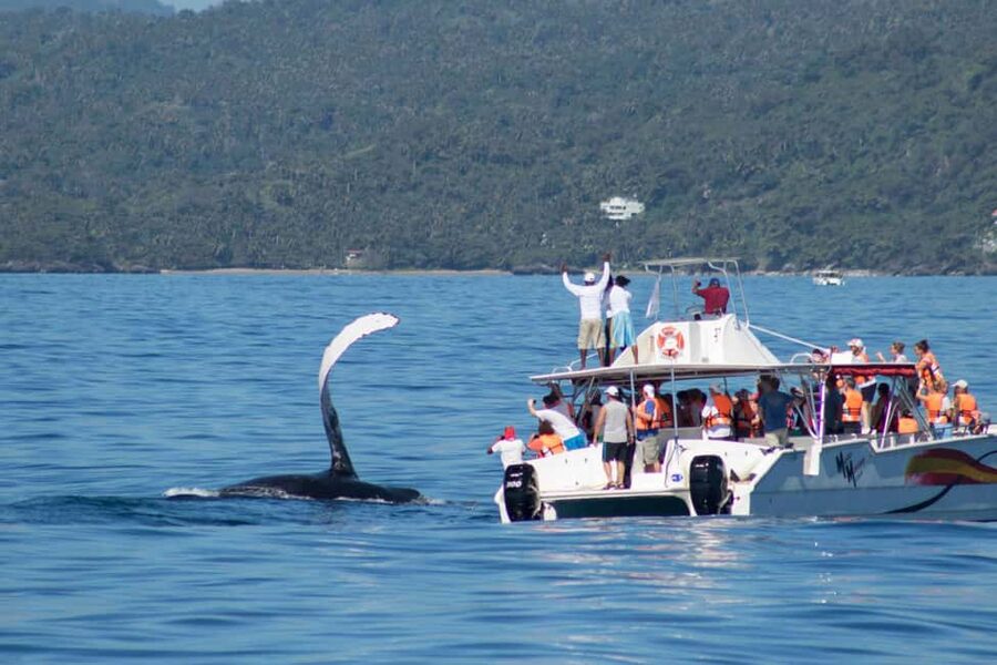 Samana: Bay of Samana Whale Watching Experience - Practical advice for a better morning