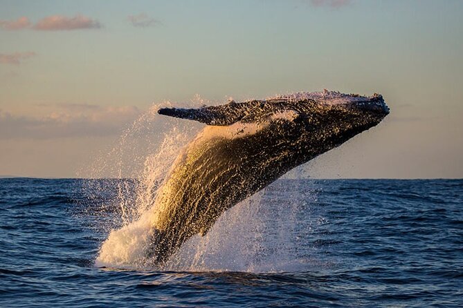 Samaná Experience Whale – The Lemon Waterfall & Bacardi Island - Five things to know before booking