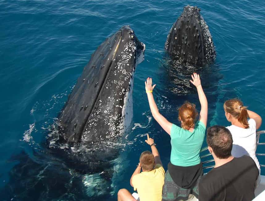 Samana: Half Day Whale Watching Humpback Whale Watching - Meeting at the dock and getting underway