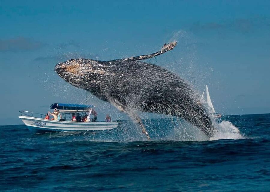 Samaná: Whale, Cayo Levantado, & Kayak in Samaná Bay Tour - FAQ