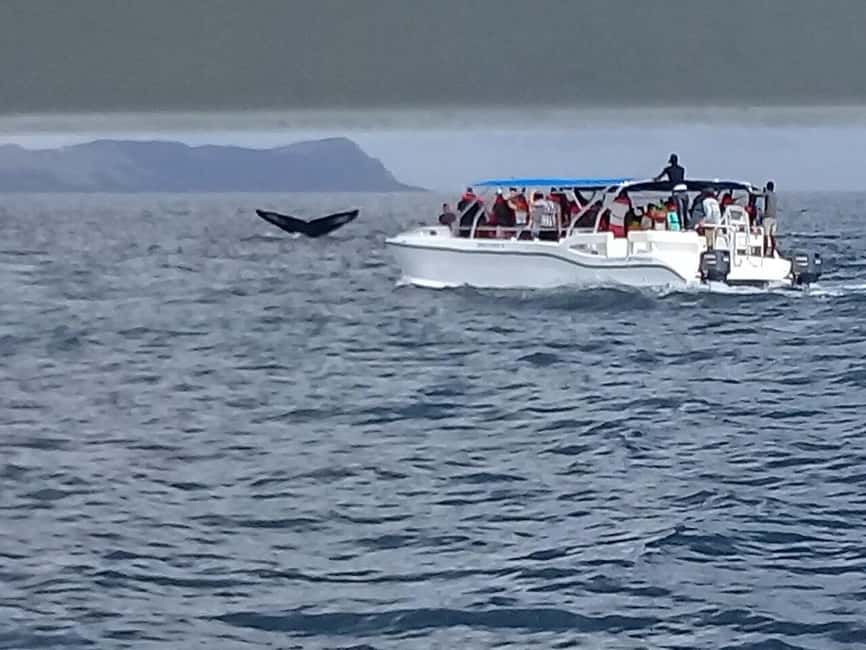 Samaná: Whale, Cayo Levantado, & Kayak in Samaná Bay Tour - Guides, languages, and the value of the day