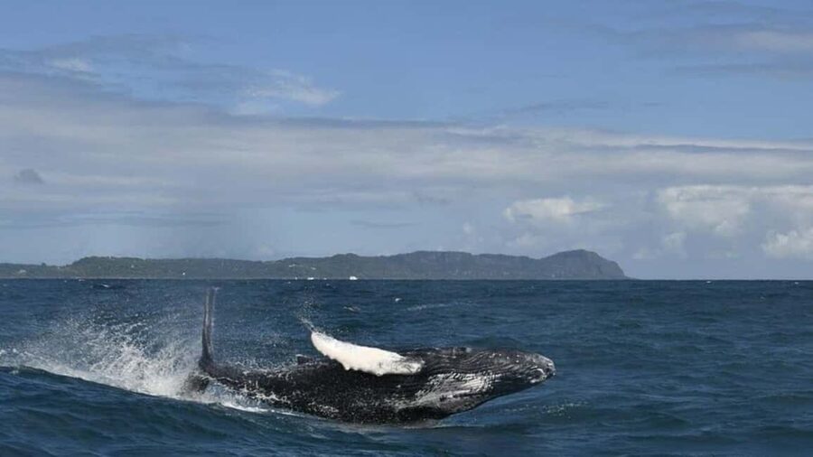 Samana Whale watching and Bacardi Island from Punta Cana - Swimming beneath Limón Waterfall