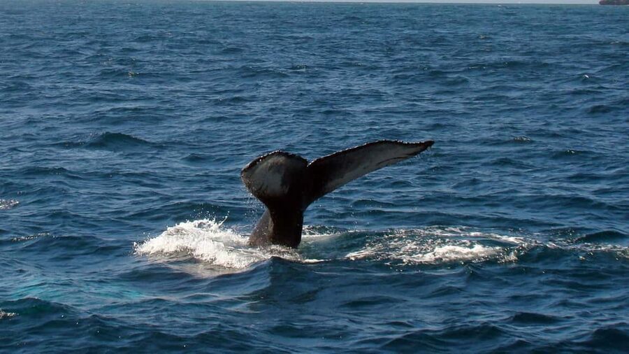 Samanà Whale Watching and Bacardi Island Tour From Bayahibe - Taking the motomaran into open water