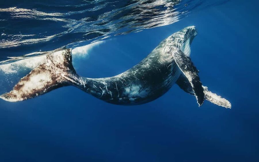 Samana: Whale Watching and Cayo Levantado Full Day Tour - Wind, waves, and the practical side of whale watching