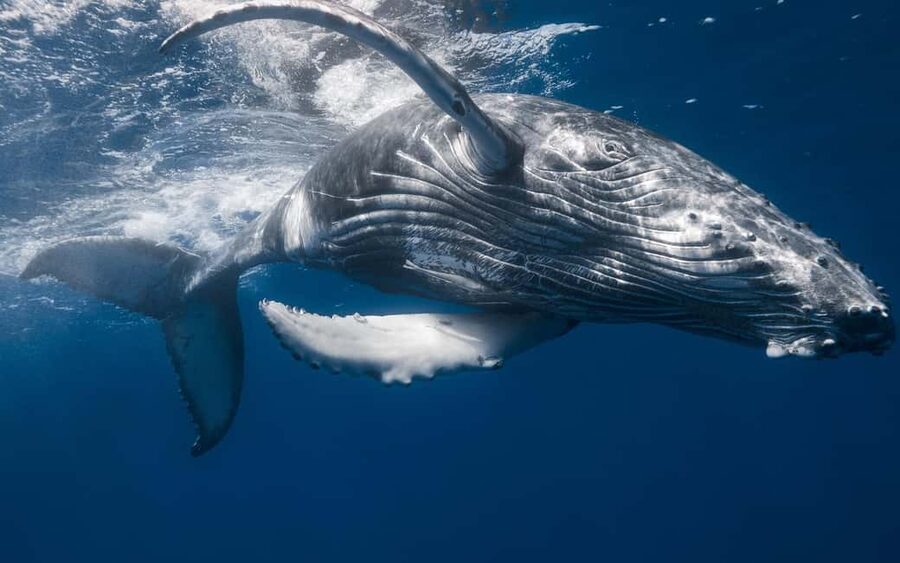 Samana: Whale Watching and Cayo Levantado Full Day Tour - Small details that improve the day