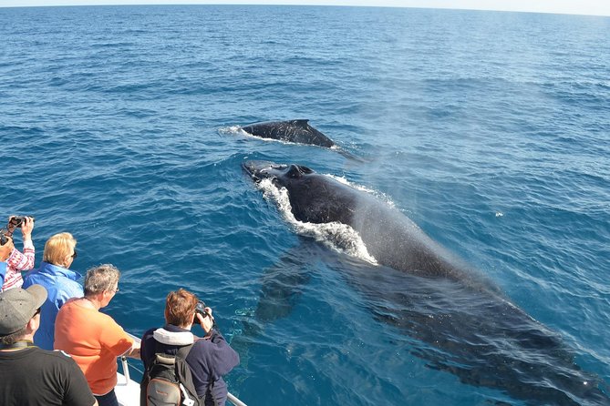 Samaná Whale Watching + Cayo Levantado (Bacardi Island). - Key things to know before booking