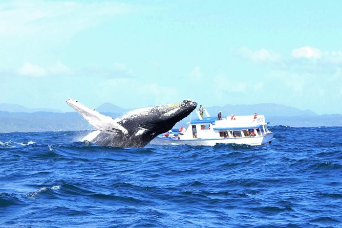 Samaná Whale Watching + Cayo Levantado (Bacardi Island). - Why Samaná Bay makes this a memorable day