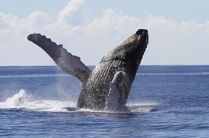 Samaná Whale Watching + Cayo Levantado (Bacardi Island). - Cayo Levantado, the afternoon stop