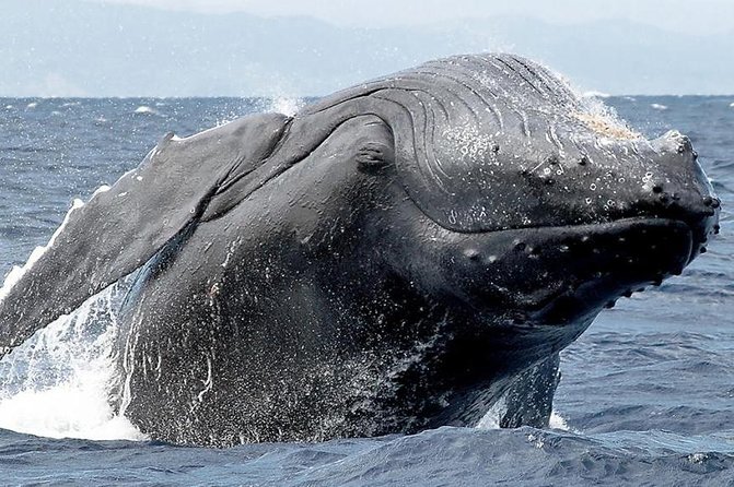 Samana Whale Watching + Cayo Levantado ( Bacardi Island) with Lunch by Locals - The guides and the learning side