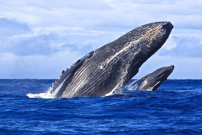 Samana Whale Watching + Cayo Levantado ( Bacardi Island) with Lunch by Locals - Lunch from Samana