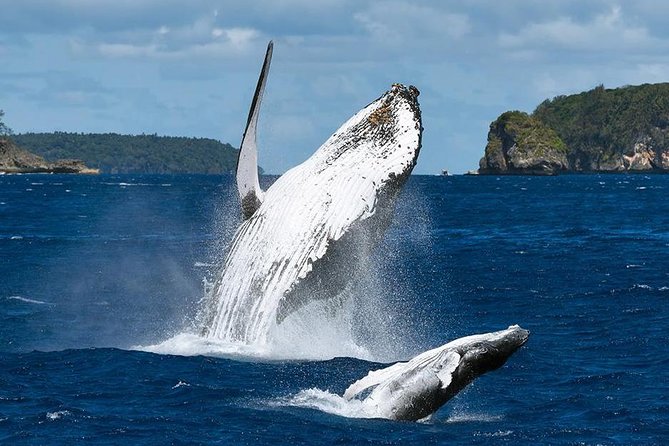 Samana Whale Watching + Cayo Levantado ( Bacardi Island) with Lunch by Locals - Is $65 a fair price?