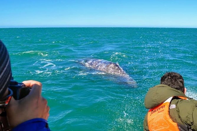 Samana Whale Watching + Cayo Levantado ( Bacardi Island) with Lunch by Locals - Timing, pickup, and the confusing 30-minute listing