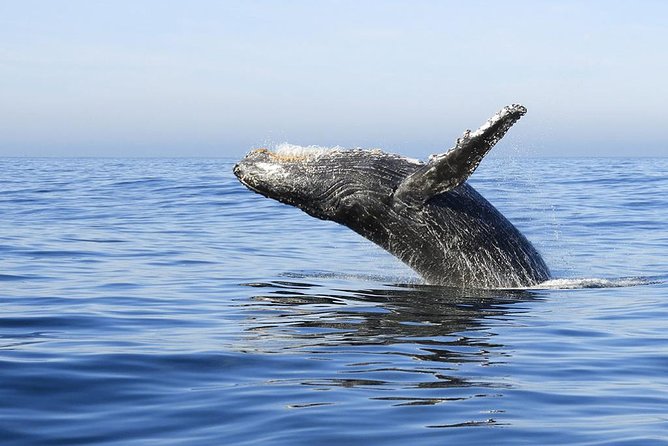 Samana Whale Watching + Cayo Levantado ( Bacardi Island) with Lunch by Locals - Two to four hours looking for whales