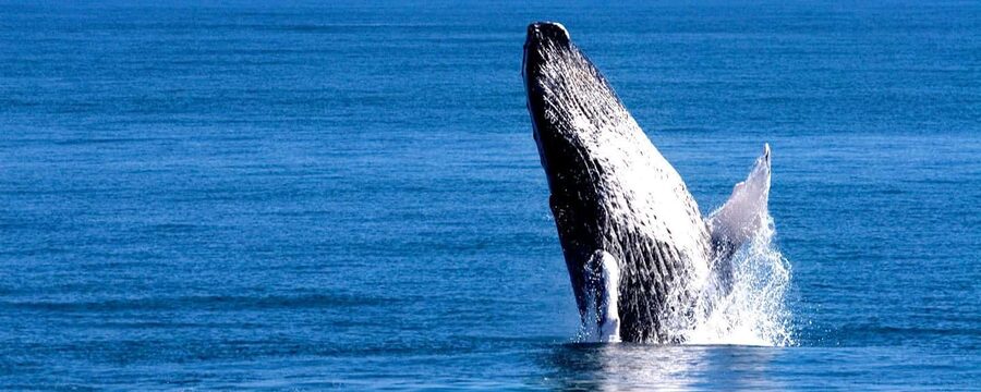 Samana: Whale Watching Tour - Why Samana Bay is worth the long drive