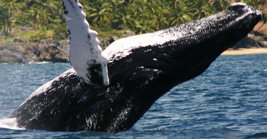 Samana: Whale Watching Tour - Setting out from Samana town