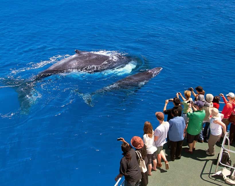 Samaná: Whale Watching Tour with Snacks - Five things to know before booking