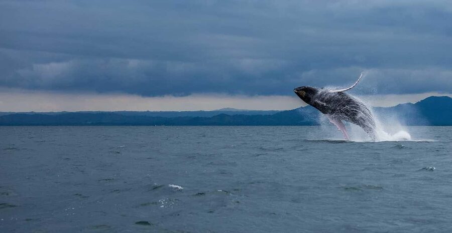 Samaná: Whale Watching Tour with Snacks - Why Samaná Bay is such a strong whale-watching setting