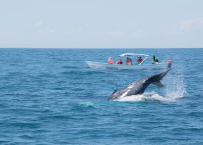 Samaná: Whale Watching Tour with Snacks