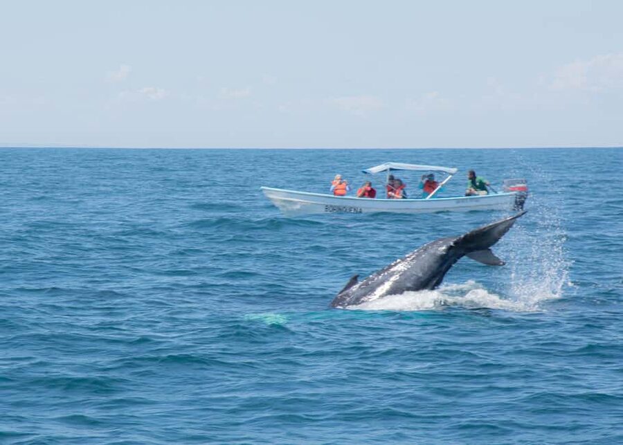 Samaná: Whale Watching Tour with Snacks - Meeting at the dock and setting off at 9:30 AM