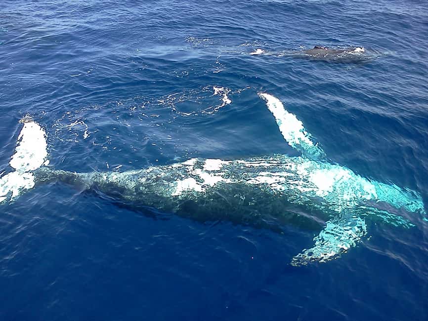 Samana: Whale Watching Tour - The road from Puerto Plata, Sosua, or Cabarete