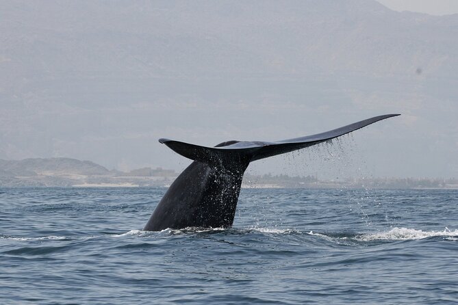 Samaná Whale Watching, waterfall & Cayo Levantado Adventure - Key things to know before booking