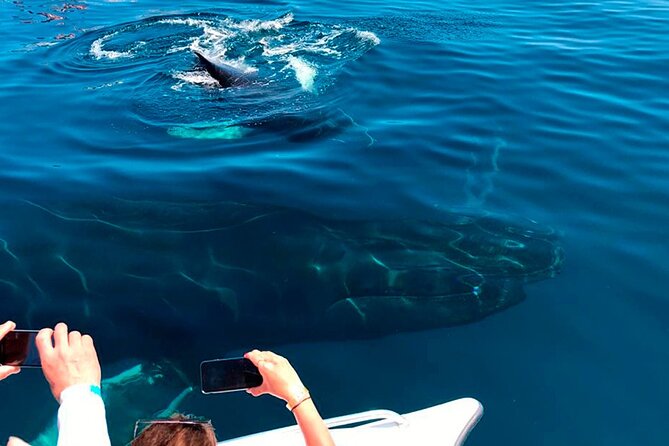 Samaná Whale Watching, waterfall & Cayo Levantado Adventure - Horseback riding through the countryside to El Limón
