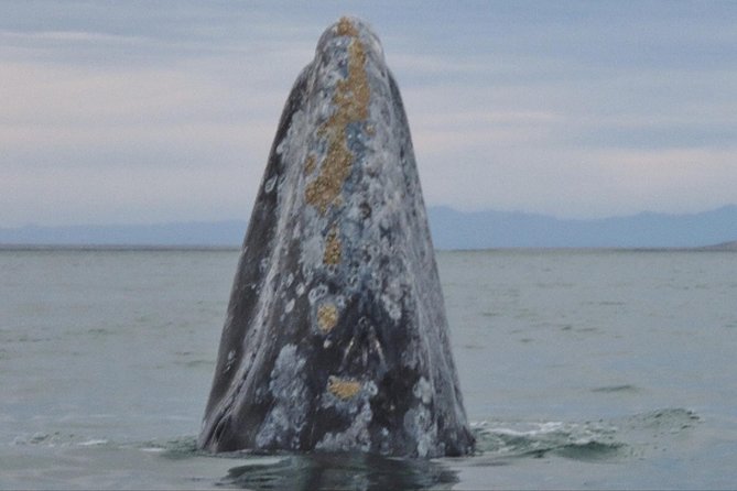 San Diego: 3 Hour Whale Watching Cruise - Finding a good viewing spot on a small boat
