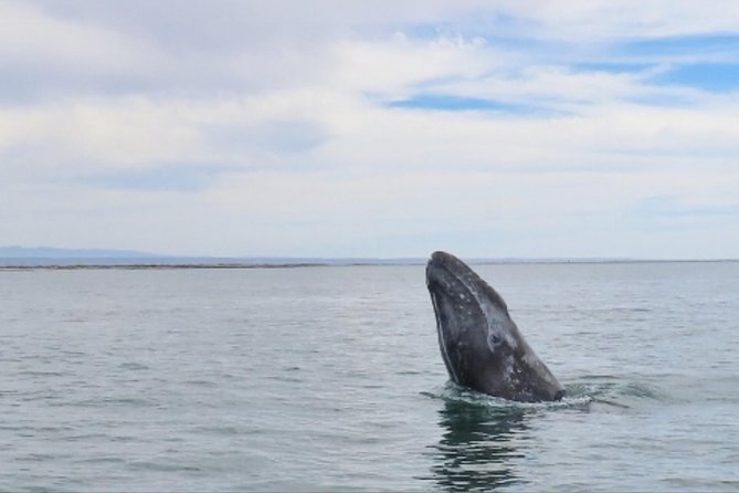 San Diego: 3 Hour Whale Watching Cruise - What the $34 price really buys you