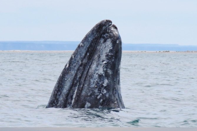 San Diego: 3 Hour Whale Watching Cruise - A practical plan for your departure