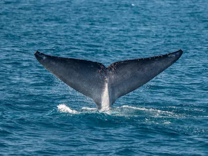 San Diego: Dolphin and Whale-Watching Sunset Cruise - Key points to know before boarding