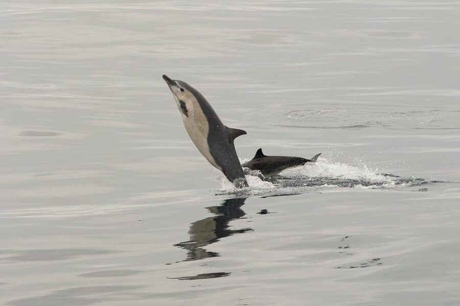San Diego: Dolphin and Whale-Watching Sunset Cruise - Leaving shore and getting your sea legs