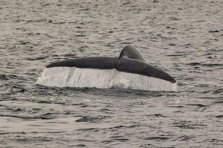 San Diego: Dolphin and Whale-Watching Sunset Cruise - Searching for dolphins, whales, and sea lions