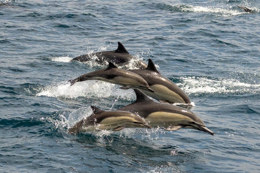 San Diego: Dolphin and Whale-Watching Sunset Cruise - Why the naturalist matters on a wildlife trip