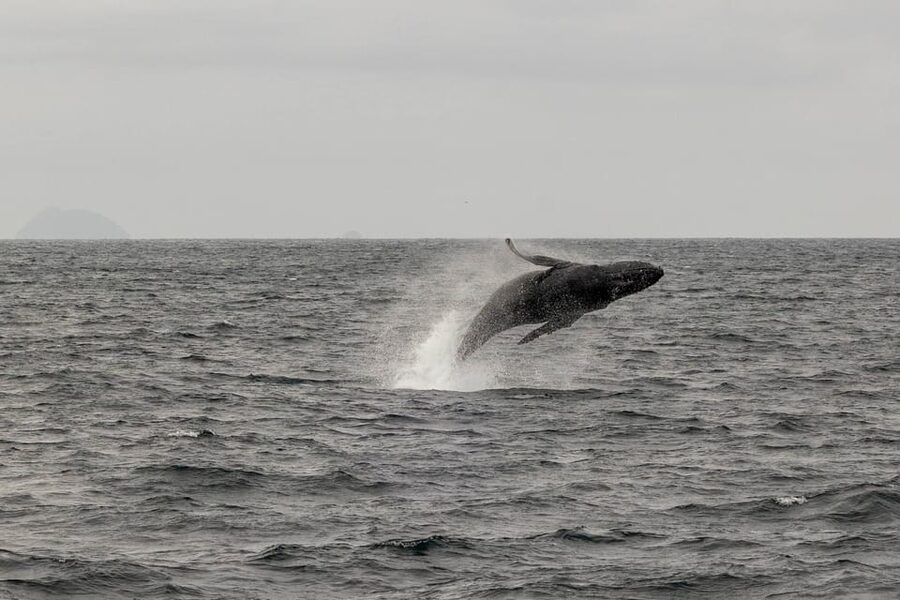 San Diego: Dolphin and Whale-Watching Sunset Cruise - The seasonal difference between March and February