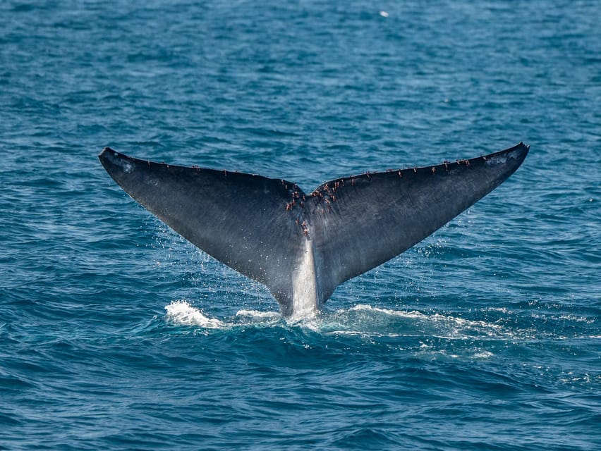 San Diego: Dolphin and Whale-Watching Sunset Cruise - Is $70 a fair price?