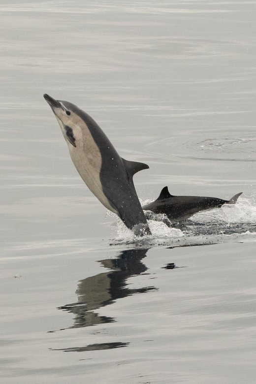 San Diego: Dolphin and Whale-Watching Sunset Cruise - Who will enjoy this cruise most