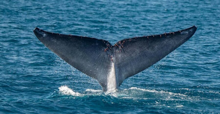 San Diego: Dolphin and Whale-Watching Sunset Cruise - Checking in between H20 Water Sports and Sportsman Seafood Restaurant