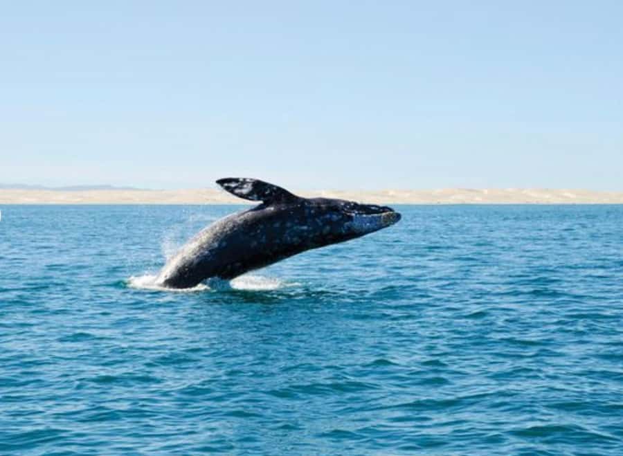 San Diego: Whale and Dolphin Watching Cruise - What makes this San Diego cruise worth your time
