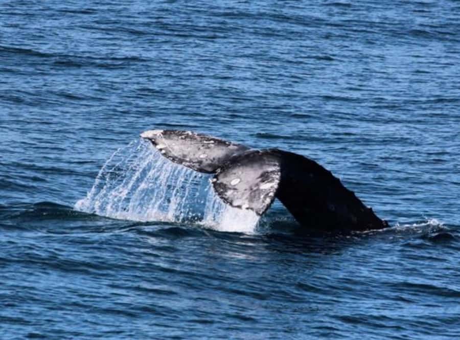 San Diego: Whale and Dolphin Watching Cruise - Leaving Pier 2 for open water
