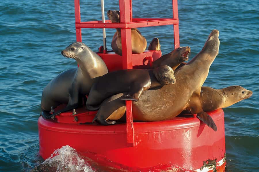San Diego: Whale and Dolphin Watching Cruise - What the four hours feel like