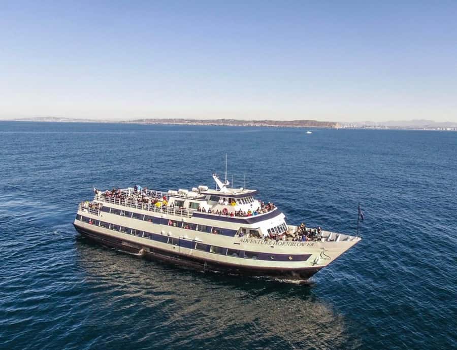 San Diego: Whale and Dolphin Watching Cruise - The search for whales and dolphins