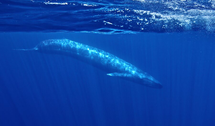 San Diego: Whale and Dolphin Watching Speedboat Tour - Booking, timing, and cancellation details