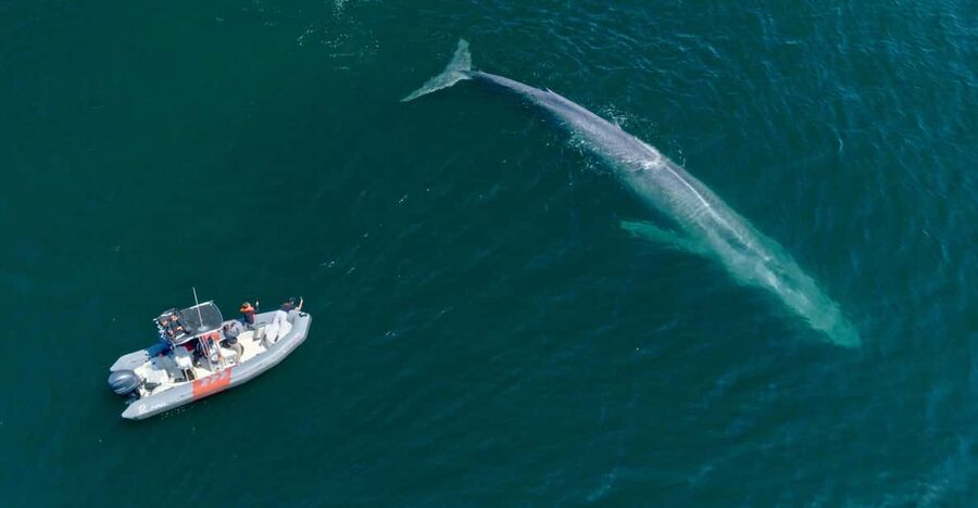 San Diego: Whale and Dolphin Watching Speedboat Tour - Dolphins may be the real main event