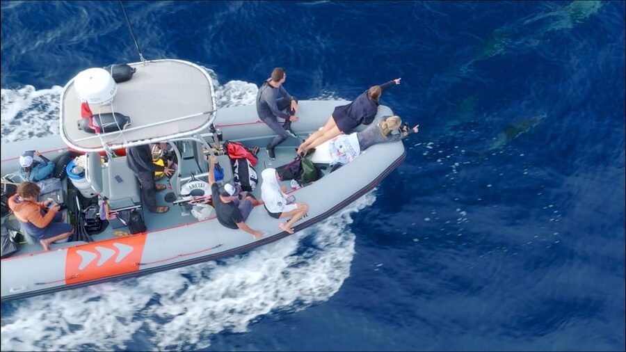 San Diego: Whale and Dolphin Watching Speedboat Tour - What the small group changes