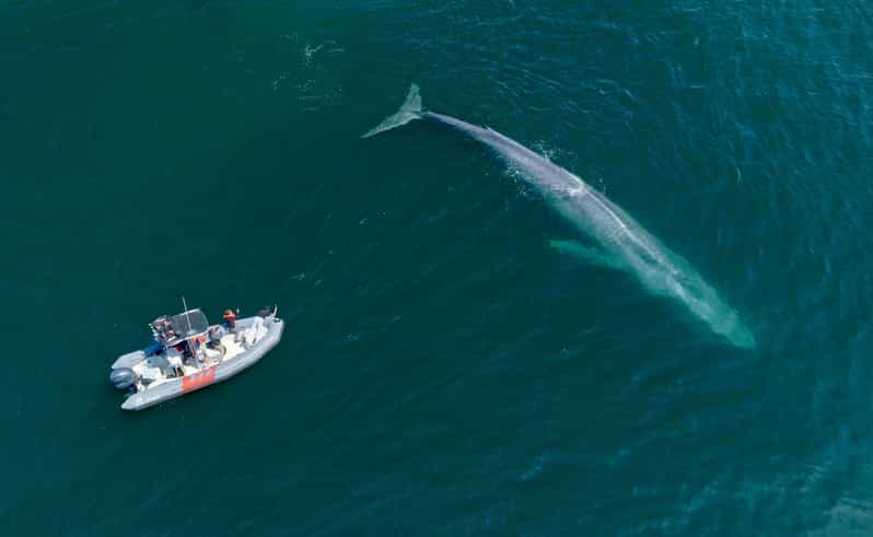 San Diego: Whale and Dolphin Watching Speedboat Tour - The ride is exciting, but it is not gentle