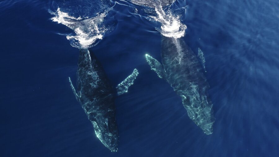 San Diego: Whale and Dolphin Watching Speedboat Tour - Expert commentary and crew style